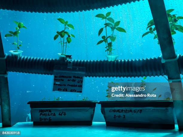 Details of herbs growing in the underwater biospheres of the Nemo project anchored to the sea bottom between three and nine metres below the surface...