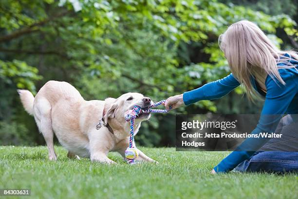 girl playing tug-of-war with dog - dog's toy stockfoto's en -beelden