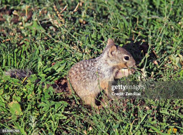 a young rock squirrel (otospermophilus variegatus) eating grass - arizona ground squirrel stock pictures, royalty-free photos & images