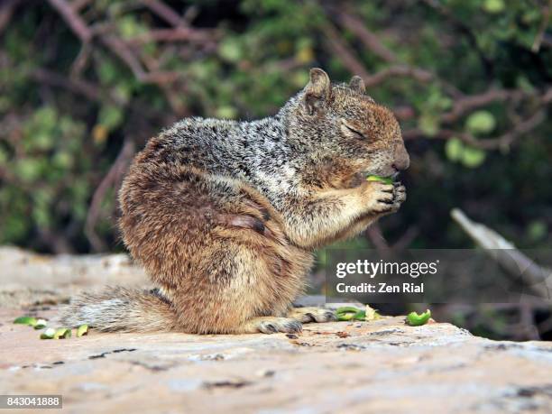 a female rock squirrel (otospermophilus variegatus) eating acorns - arizona ground squirrel stock-fotos und bilder