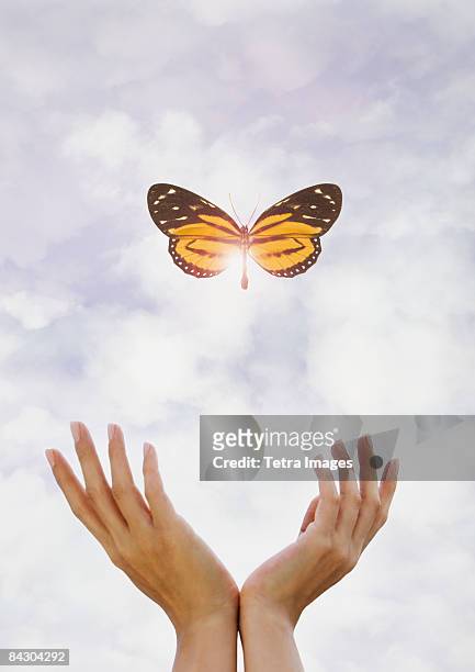 hands releasing butterfly - releasing stock pictures, royalty-free photos & images