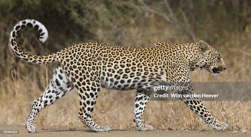 Leopard walking