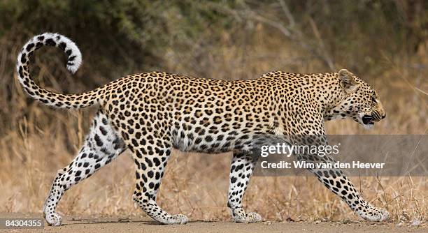 leopard walking - panthers stock pictures, royalty-free photos & images