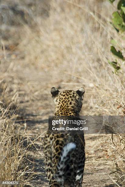 leopard walking in grassy path - leopard cub stock pictures, royalty-free photos & images