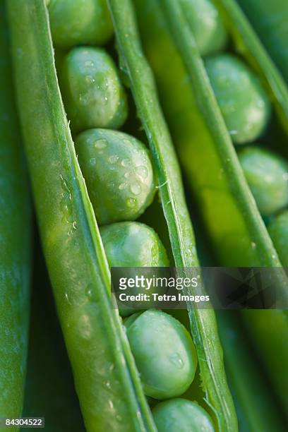 close up peas in a pod - extreme close up stock pictures, royalty-free photos & images