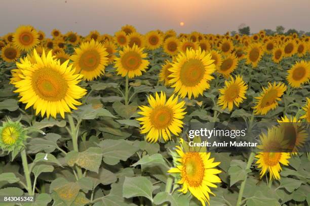 sunflower and sunset - pakistan oil stock pictures, royalty-free photos & images