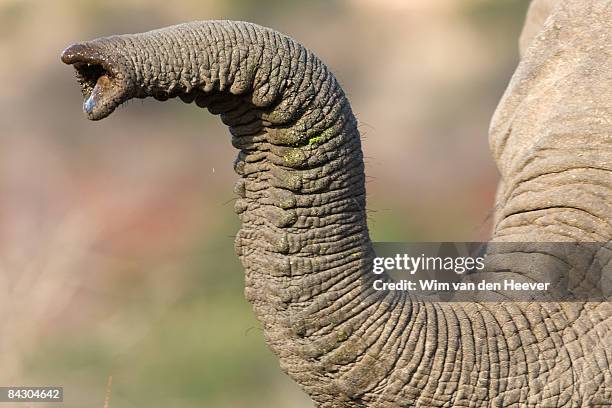 close up of elephant's trunk - olifant stockfoto's en -beelden