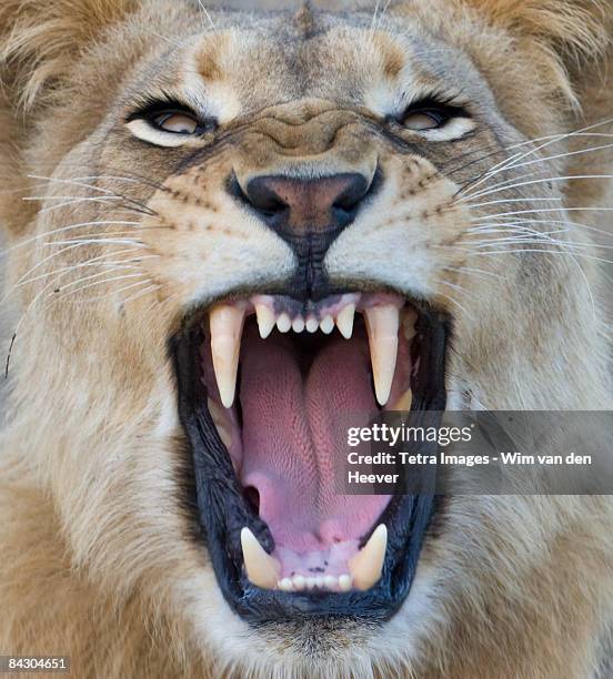 close up of lion growling - animal teeth stockfoto's en -beelden