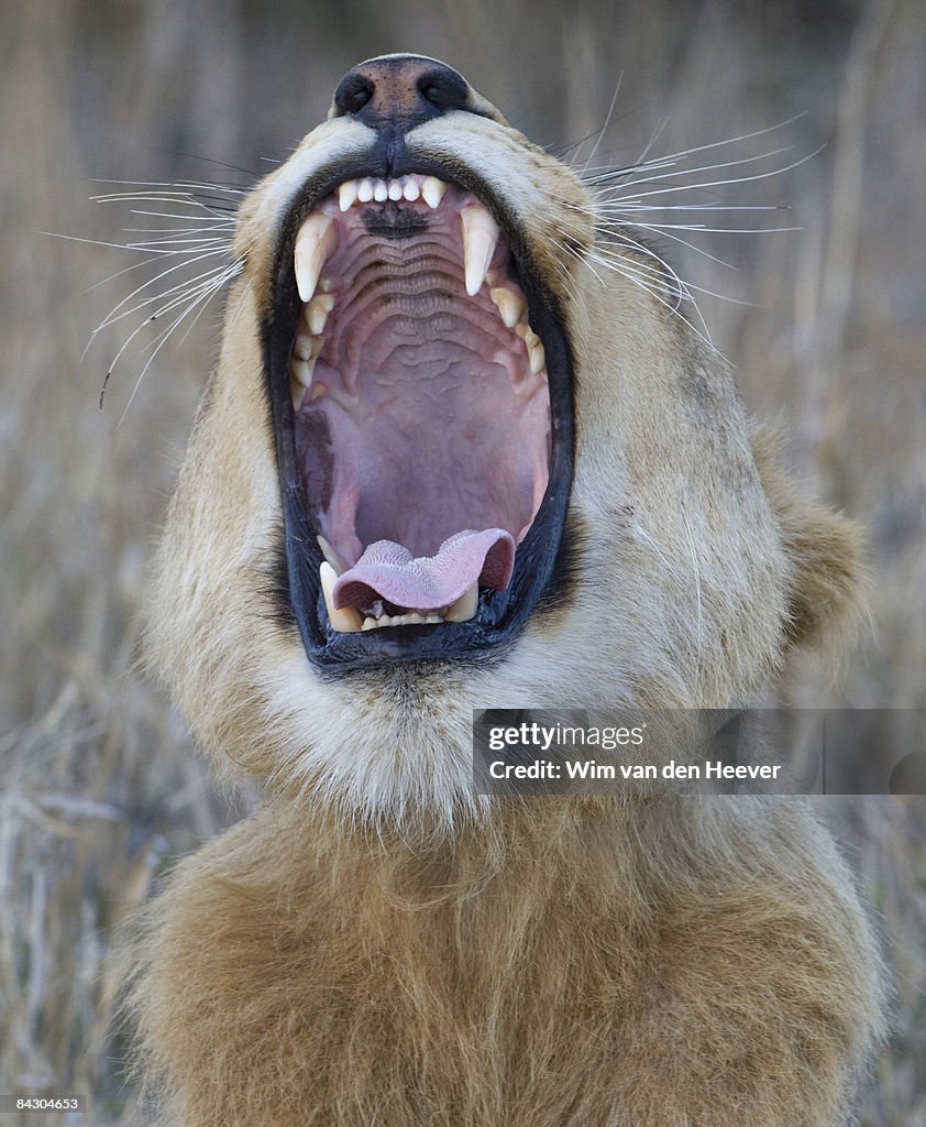 Lion roaring