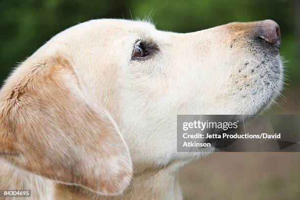 close up portrait of dog - gul labrador retriever bildbanksfoton och bilder