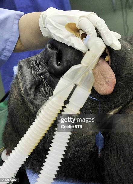 Anesthesia is applied to Budapest Zoo�s oldest gorilla, Liesel, ready for an operation in Budapest on January 15, 2009. The surgery became needful...