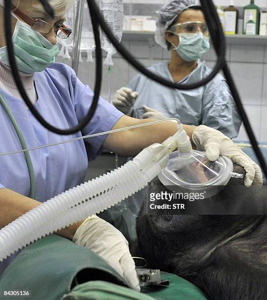 Anesthesia is applied to Budapest Zoo�s oldest gorilla, Liesel, ready for an operation in Budapest on January 15, 2009. The surgery became essential...