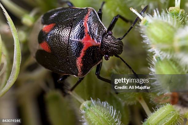 red stink bug - red stink bug stock pictures, royalty-free photos & images