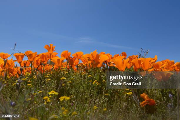 california poppies in spring - california poppies field stock pictures, royalty-free photos & images
