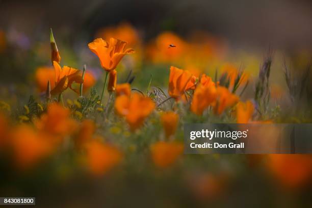 california poppies in spring - california poppies field stock pictures, royalty-free photos & images