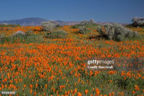 california poppies in spring - california poppies field stock pictures, royalty-free photos & images