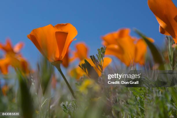 california poppies in spring - california poppies field stock pictures, royalty-free photos & images