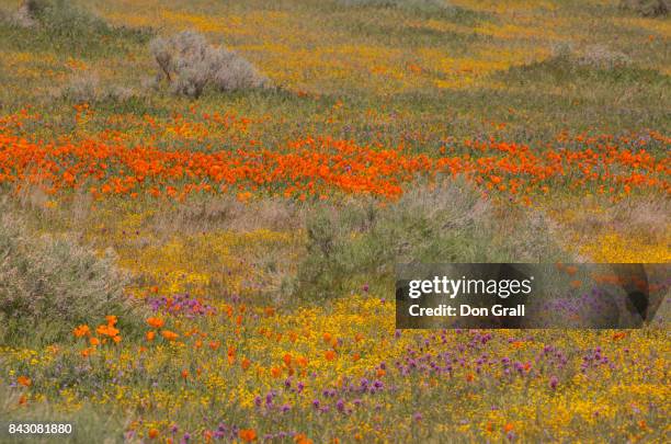 california poppies in spring - california poppies field stock pictures, royalty-free photos & images