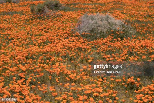 california poppies in spring - california poppies field stock pictures, royalty-free photos & images