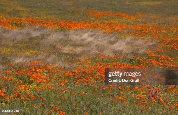 california poppies in spring - california poppies field stock pictures, royalty-free photos & images
