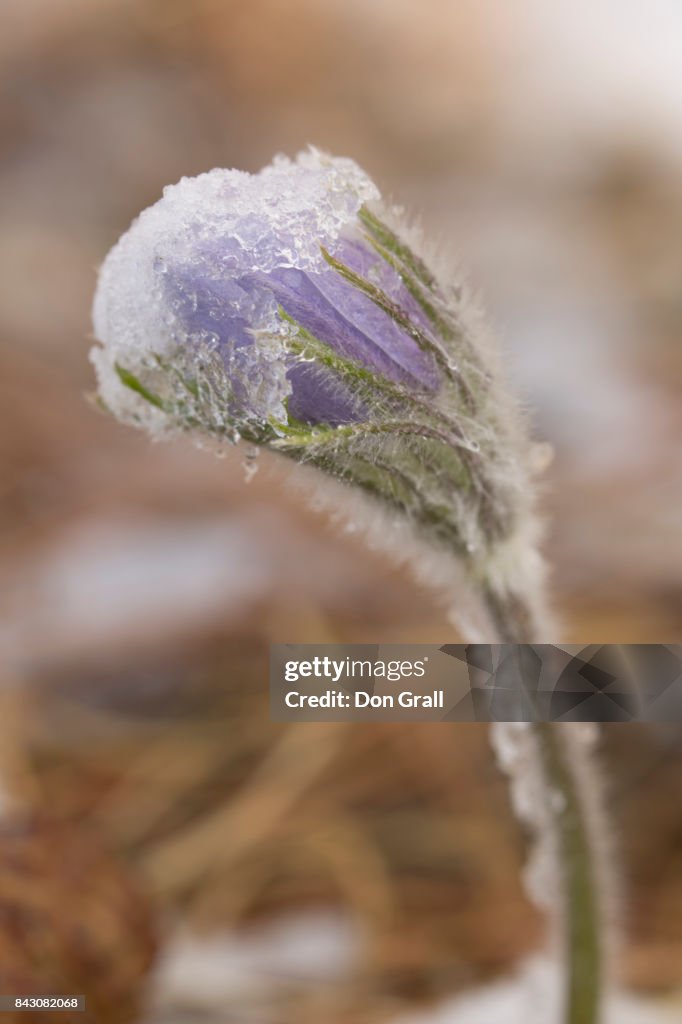 A spring snow weighs down a Pasque flower
