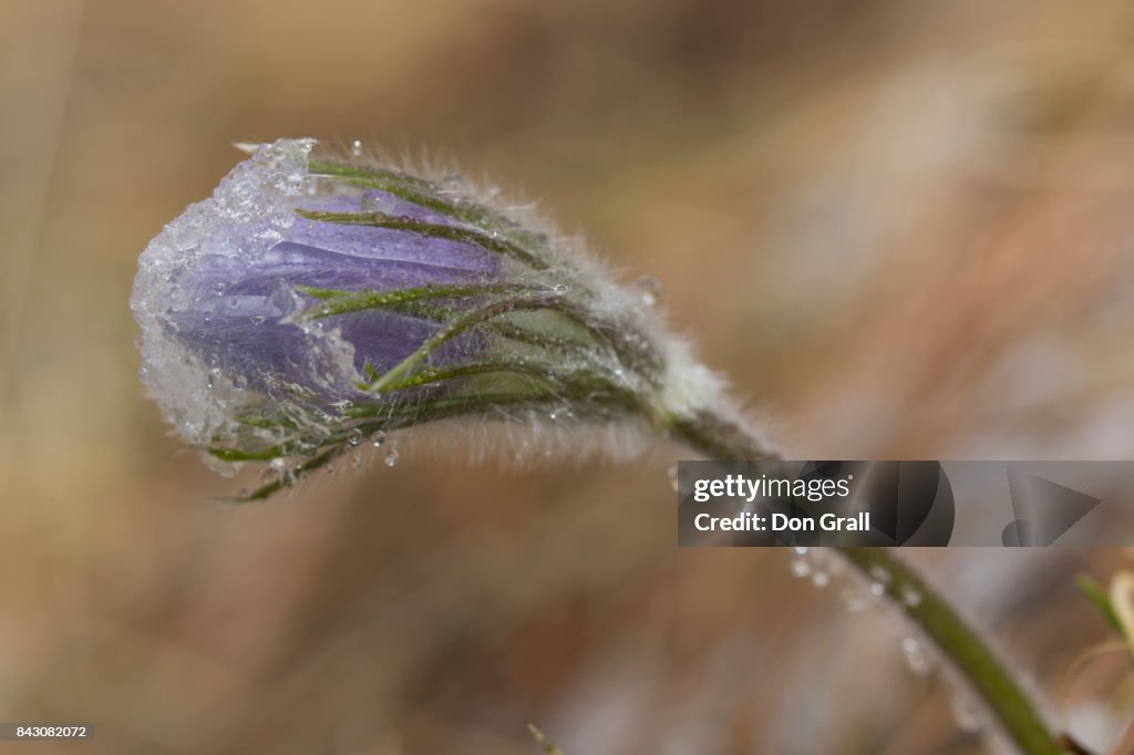 Spring snow weighs down a Pasque flower