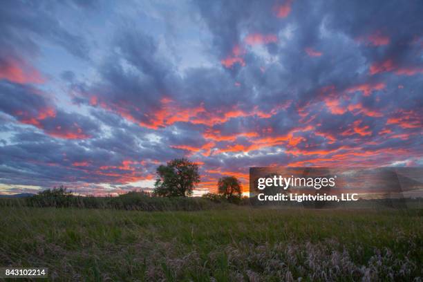 beautiful sunset in fort collins, colorado - fort collins fotografías e imágenes de stock