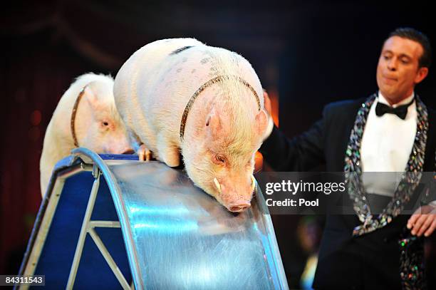 Karl Ferdinand Trunk performs with albino boars during the 33rd International Circus Festival of Monte Carlo on January 15, 2009 in Monte Carlo,...