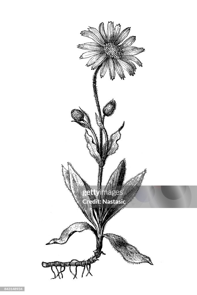 Arnica montana (leopard's bane, wolf's bane)