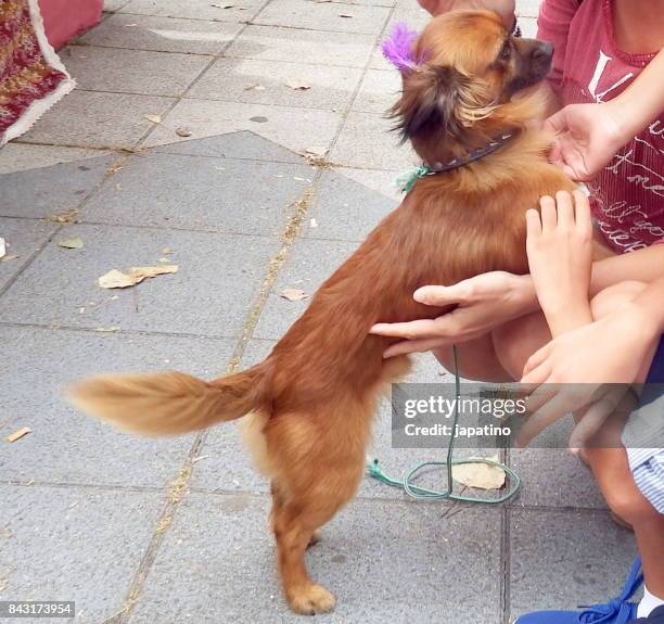 pekingese dogs receiving pampering from people - necking stock-fotos und bilder