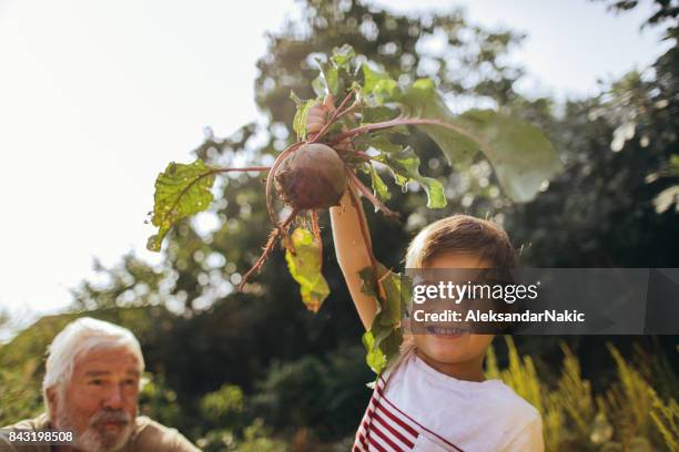 proud of our vegetables - common beet stock pictures, royalty-free photos & images