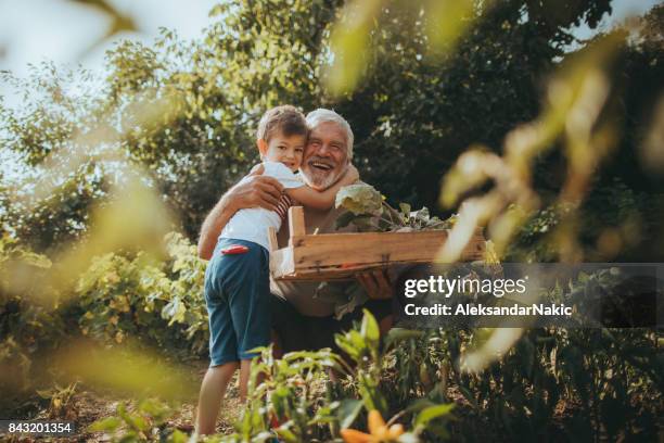 abrazo para un jardinero - nietos fotografías e imágenes de stock