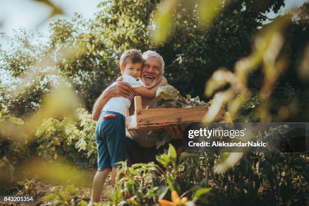 knuffel voor een tuinman - grandfather stockfoto's en -beelden