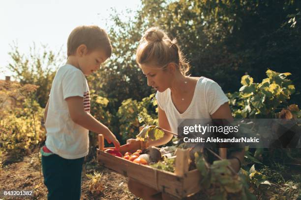 unser bio-gemüse - children gardening stock-fotos und bilder