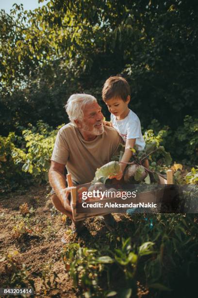 our organic vegetables - child gardening stock pictures, royalty-free photos & images