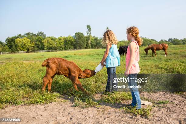 meisjes fles voeding bruin kalf in weiland - sisters feeding stockfoto's en -beelden