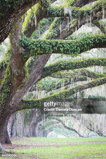 beautiful branches - live oak tree stock pictures, royalty-free photos & images
