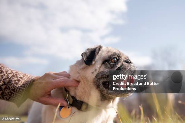 woman holding collar of her pug dog outdoors - pug fotografías e imágenes de stock