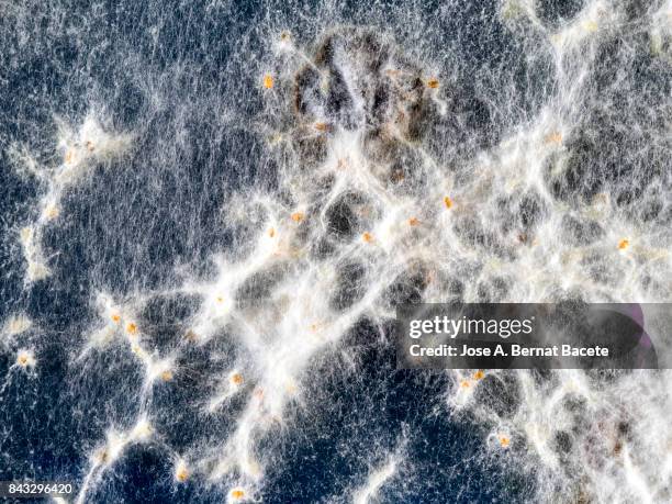 seeds germinating in condition of decomposition with fungi in a plate of gel ms with antibiotics. petri dish with arabidopsis mutant seedlings. spain - mildew fotografías e imágenes de stock