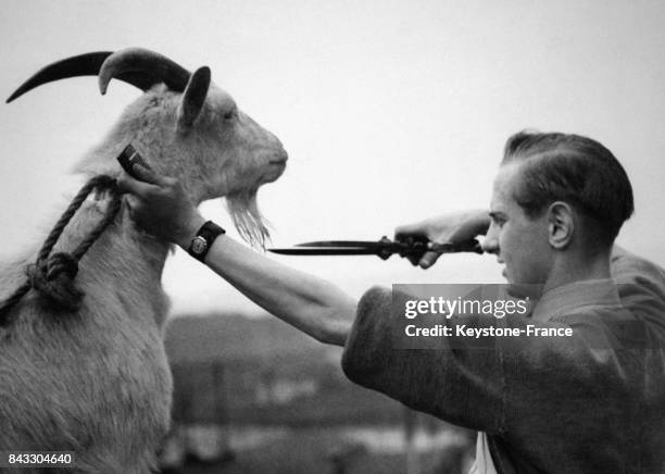 Lewis, mascotte de l'armée britannique et plus jeune sergent de la Royal Air Force, se fait couper les poils par le toiletteur en vue de son défilé...