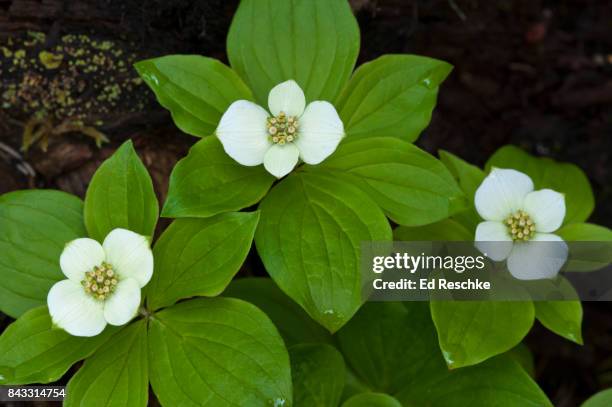 dwarf dogwood or bunchberry (cornus canadensis) - bunchberry cornus canadensis stock pictures, royalty-free photos & images