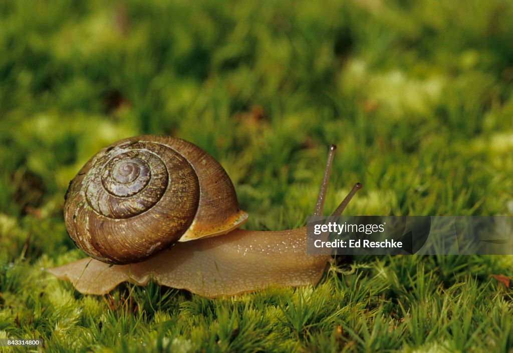 Air breathing Pulmonate or Land Snail (Mesodon thyroidus) Eastern Deciduous Forest