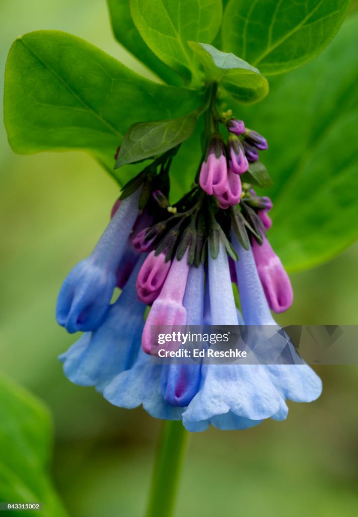 Virginia Bluebells (Mertensia virginica) Spring Wildflower