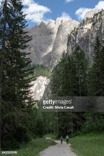 a walk in the dolomites woods - silvia casali stock pictures, royalty-free photos & images