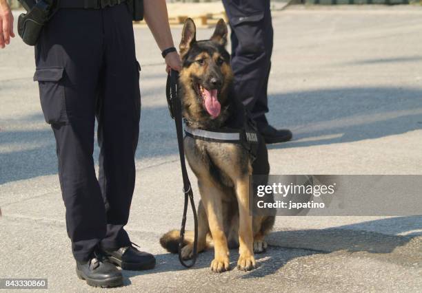 dog police antiterrorist - cão farejador - fotografias e filmes do acervo