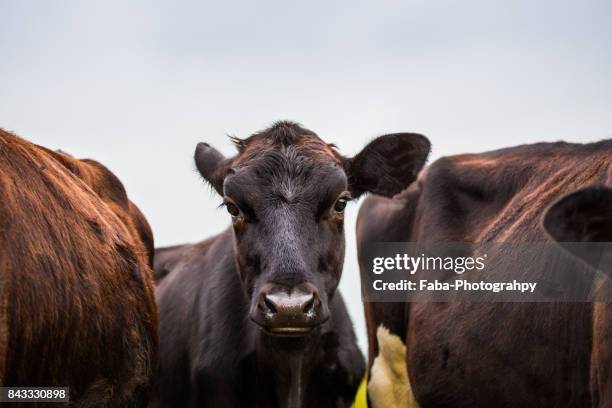 close up from cow - close up of cows face stock pictures, royalty-free photos & images