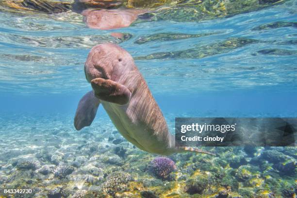 sirenia kalb / dugong baby im roten meer - marsa alam - ägypten - manatee stock-fotos und bilder