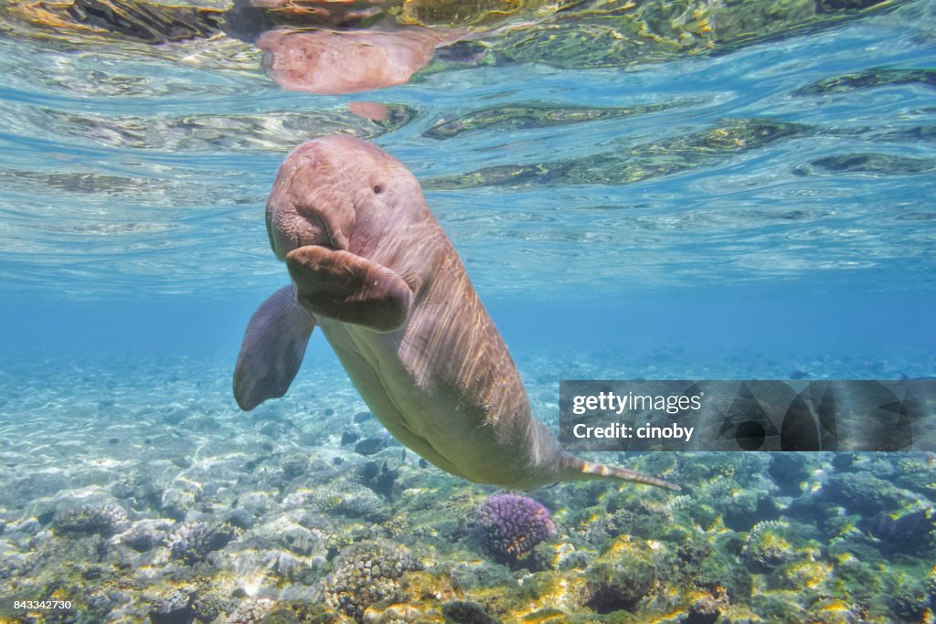 Sirenia veau / Dugong baby en mer rouge - Marsa Alam - Egypte