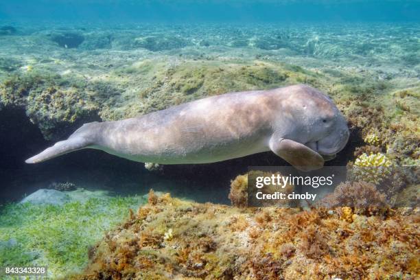 dugong baby or sirenia calf in red sea - marsa alam - egypt - dugong stock pictures, royalty-free photos & images