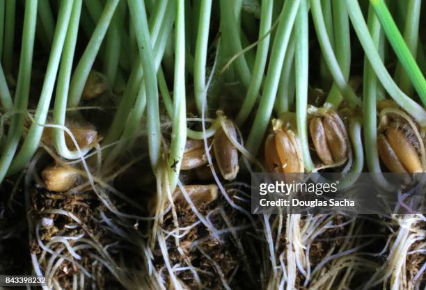 close-up of a wheatgrass plant and roots (triticum aestivum) - wheatgrass stock pictures, royalty-free photos & images